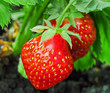 Strawberry plant, two berries, outdoor shot