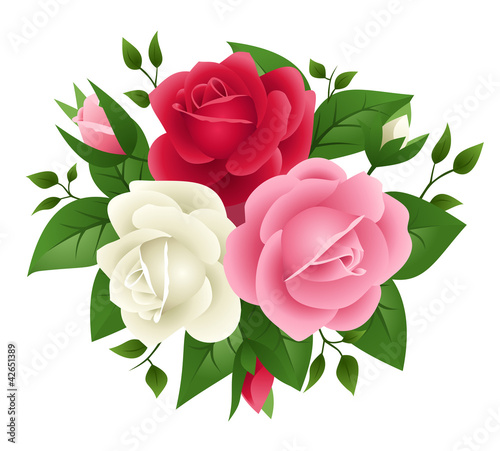 Vector: Vector illustration of red, pink and white roses Vector illustration of red, pink and white roses