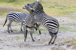 Zebrakampf