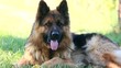 Long-haired German Shepherd