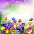 Floral background, colorful pansies flowers in the meadow