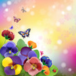 Floral background, colorful pansies flowers in the meadow