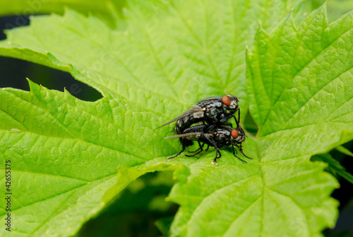 Foto: mating flies mating flies