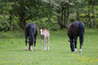 Foal and proud parents