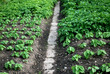 Foto: Kartoffelbeet Kartoffelbeet