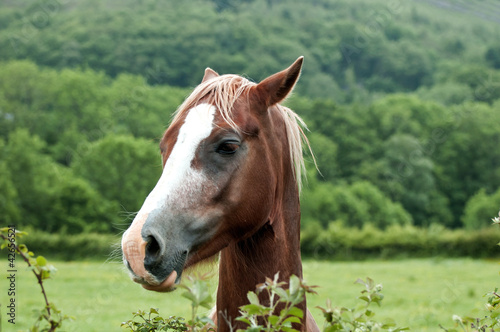 Photo: Horse Horse