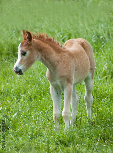 Photo: Foal Foal