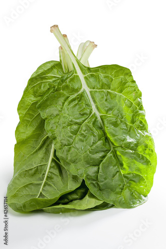 Photo: Garden fresh Swiss chard (silverbeet) leaves Garden fresh Swiss chard (silverbeet) leaves