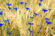 Kornblumen und Gerste