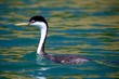 Western Grebe