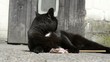 -liegende schwarze Katze