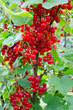 rote Johannisbeeren
