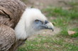 Foto: Portrait of a griffon vulture (Gyps fulvus) Portrait of a griffon vulture (Gyps fulvus)