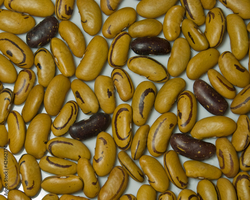Photo: Heirloom Beans, variations of Heirloom Beans, variations of