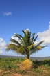 Guyane - Les Salines