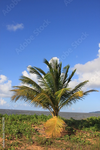 Photo: Guyane - Les Salines Guyane - Les Salines