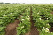 Photo: Kartoffelfeld Kartoffelfeld