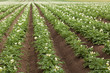 Photo: Kartoffelfeld Kartoffelfeld
