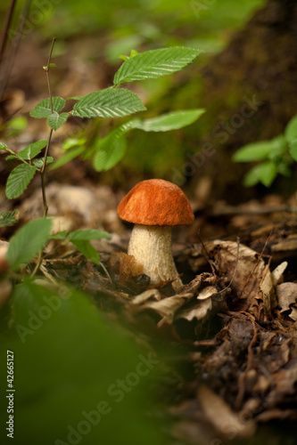 Photo: czerwoniak grzyb kozak prawdziwek grzyby las rośnie czerwoniak grzyb kozak prawdziwek grzyby las rośnie