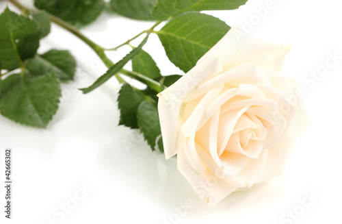Foto: Beautiful rose isolated on white Beautiful rose isolated on white