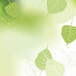 Vector: Leaves, spring - vector background Leaves, spring - vector background