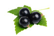 Black currant with leaves isolated on white