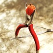 Photo: Stillleben - Stachelbeere in Zange Stillleben - Stachelbeere in Zange