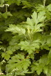 Mugwort - Artemisia vulgaris