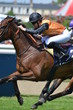 Jockey