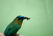 Photo: Vogel Vogel