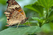 Photo: Schmetterling Schmetterling