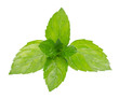 Foto: Green mint Green mint