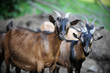 farm animals