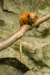 Photo: Lion tamarin monkey Lion tamarin monkey