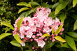 Kalmia Latifolia