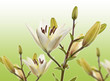 Lilien © Matthias Buehner