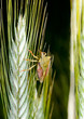 Foto: wild grains,bug and husks wild grains,bug and husks