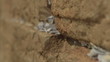 Video: Jerusalem Wailing Wall prayer notes Jerusalem Wailing Wall prayer notes