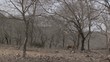Tiger walking, sideview