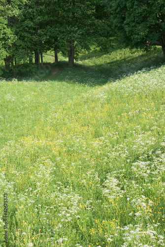 Photo: Sunny Field with Wild Flowers Sunny Field with Wild Flowers