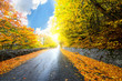 Autumn forest road