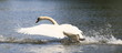 Schwan-15723b1