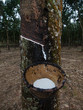 Photo: Rubber tree plantation Rubber tree plantation