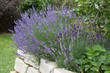 Lavendel ... duftendes Heilkraut
