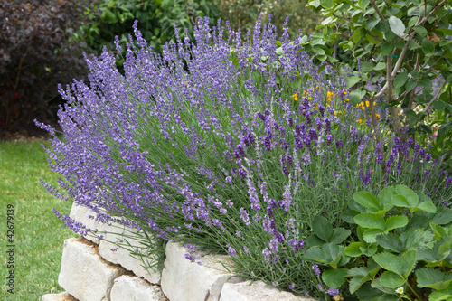 Photo: Lavendel ... duftendes Heilkraut Lavendel ... duftendes Heilkraut