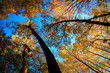 Photo: Tree canopy Tree canopy