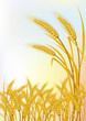 kornfield vector template