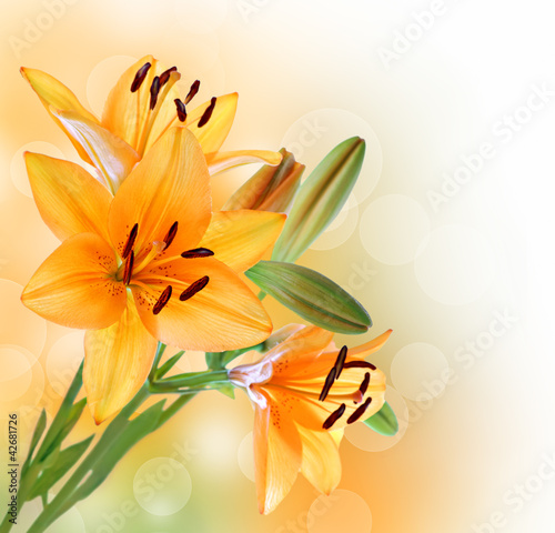 Photo: Lily flowers border Lily flowers border