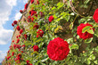 Rosen an alter Mauer