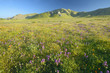 Photo: Bright spring yellow flowers, desert gold, purple and California poppies near the mountains in the Carrizo National Monument, Southern California Bright spring yellow flowers, desert gold, purple and California poppies near the mountains in the Carrizo National Monument, Southern California